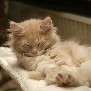 Sibirische Katzen Floris von der Gronau